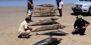 peru_dolphin_deaths-630x419